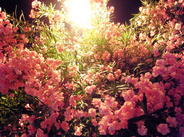 Sophy12的个人主页（背景预览） - 主页背景设置 - 站酷设计师Sophy12原创素材 - 站酷ZCOOL