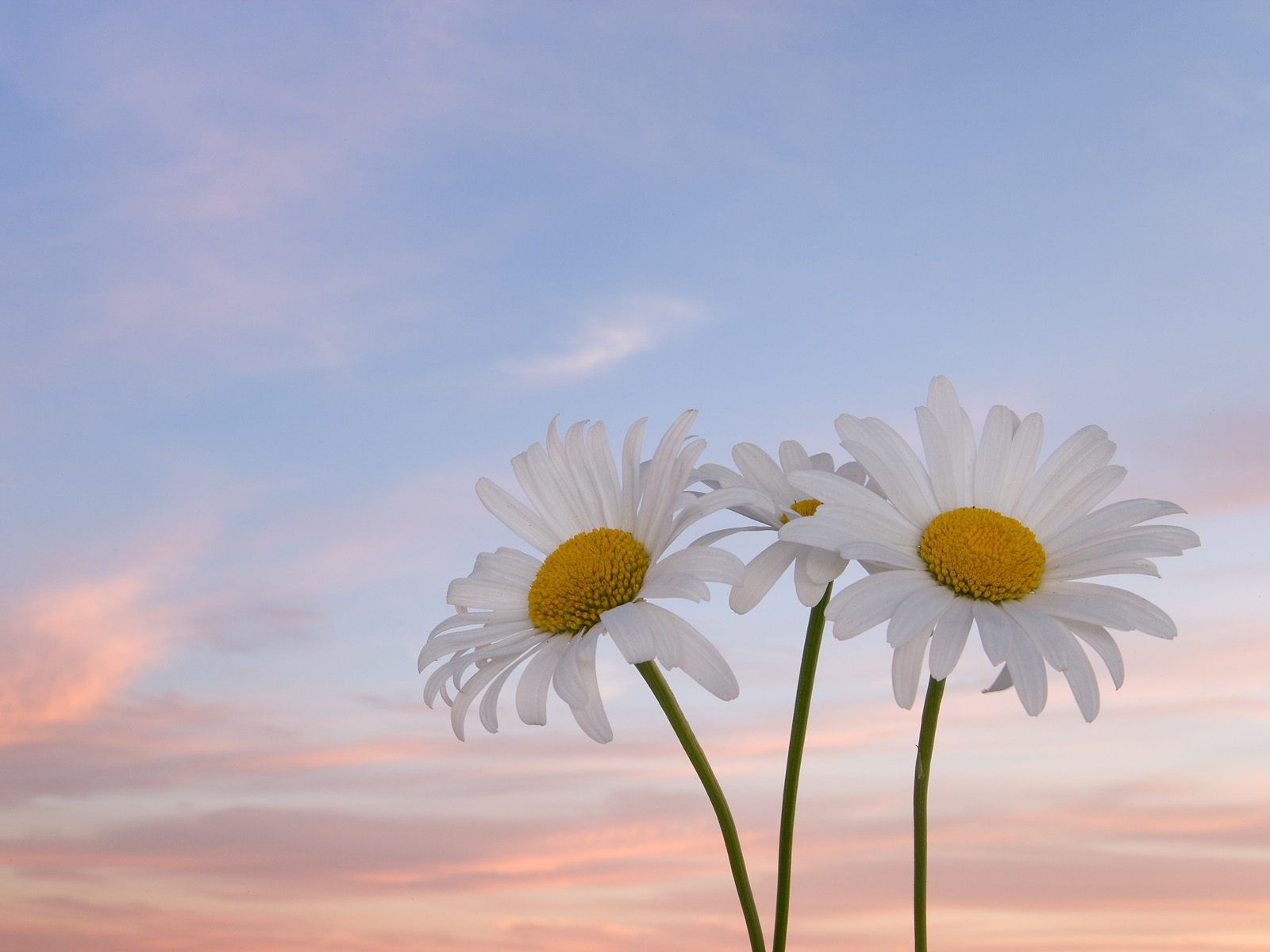 宸宇飛燕的個人主頁（背景預(yù)覽） - 主頁背景設(shè)置 - 站酷設(shè)計師宸宇飛燕原創(chuàng)素材 - 站酷ZCOOL