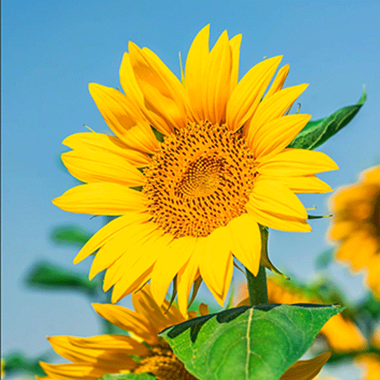 楠哥是司令的個(gè)人主頁（背景預(yù)覽） - 主頁背景設(shè)置 - 站酷設(shè)計(jì)師楠哥是司令原創(chuàng)素材 - 站酷ZCOOL