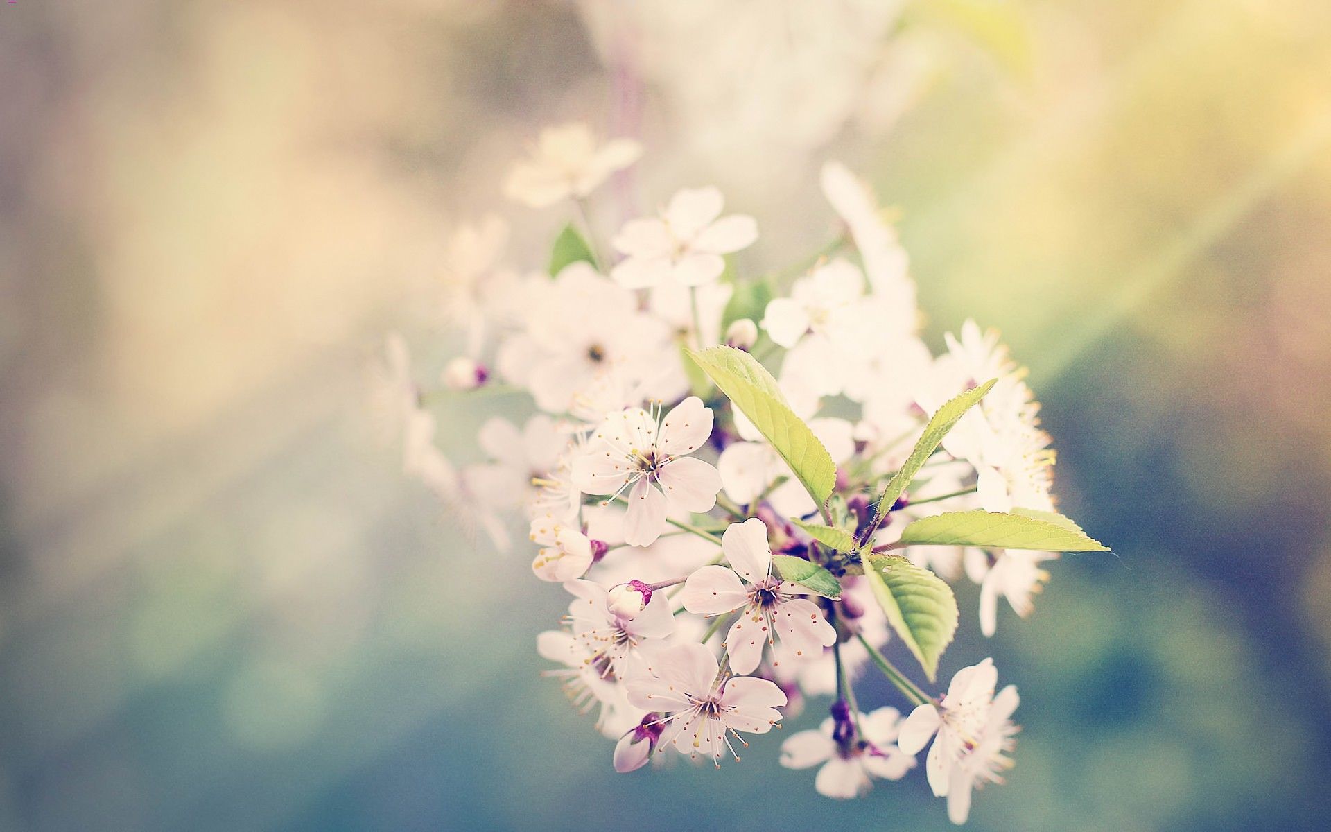 Bluesunflower的个人主页（背景预览） - 主页背景设置 - 站酷设计师Bluesunflower原创素材 - 站酷ZCOOL