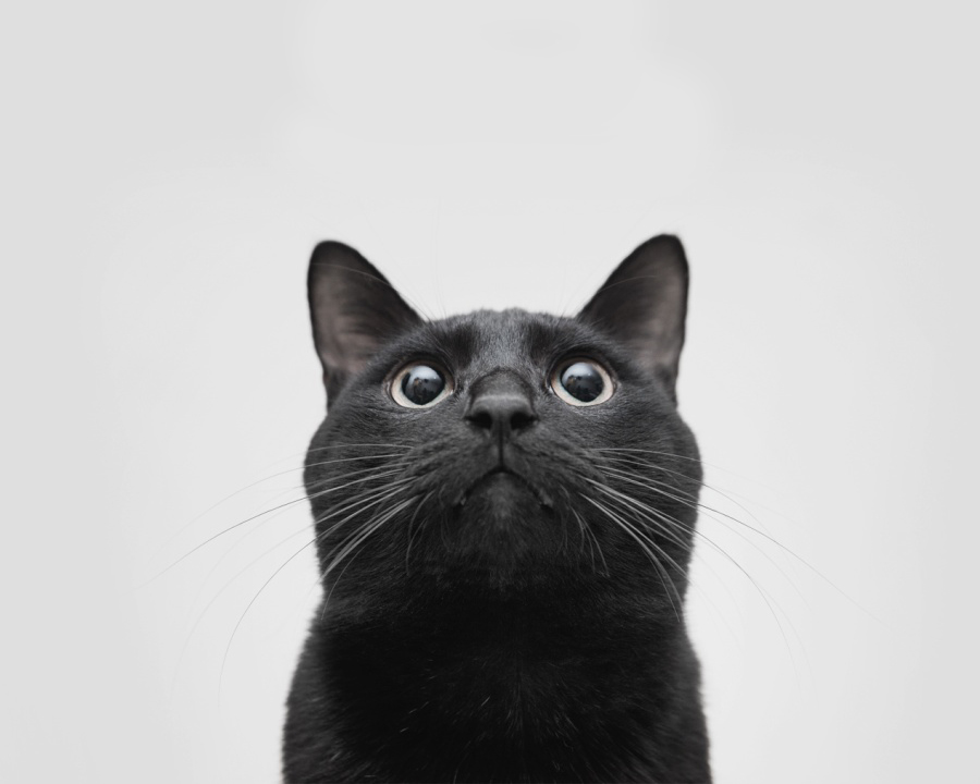 鱼门门的个人主页（背景预览） - 主页背景设置 - 站酷设计师鱼门门原创素材 - 站酷ZCOOL