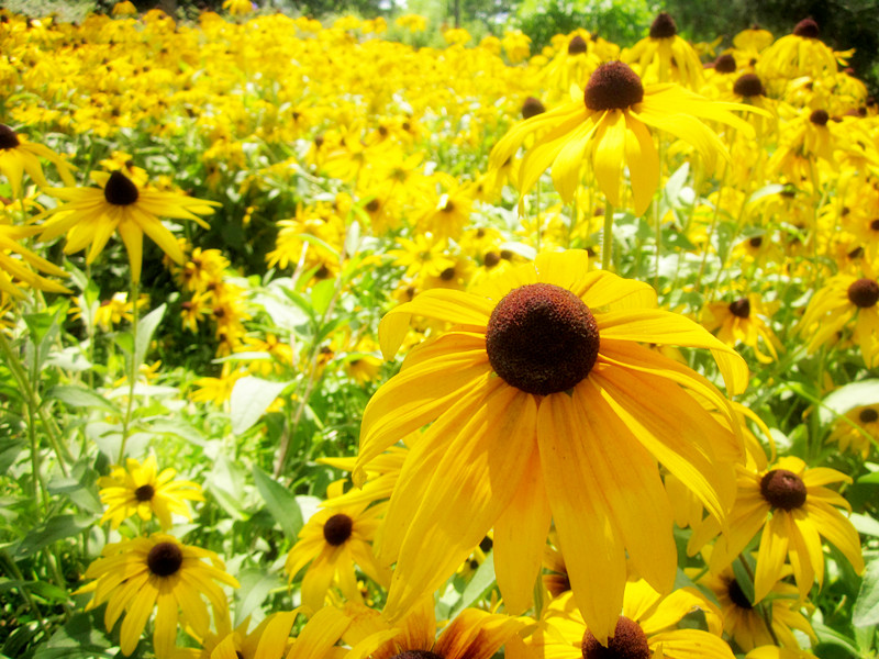 花小咪的個(gè)人主頁(yè)（背景預(yù)覽） - 主頁(yè)背景設(shè)置 - 站酷設(shè)計(jì)師花小咪原創(chuàng)素材 - 站酷ZCOOL