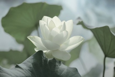 依惜眷恋的个人主页（背景预览） - 主页背景设置 - 站酷设计师依惜眷恋原创素材 - 站酷ZCOOL