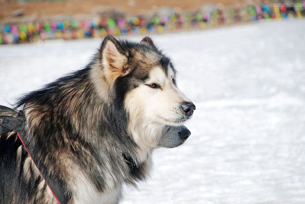 王_小慫er的個(gè)人主頁(yè)（背景預(yù)覽） - 主頁(yè)背景設(shè)置 - 站酷設(shè)計(jì)師王_小慫er原創(chuàng)素材 - 站酷ZCOOL