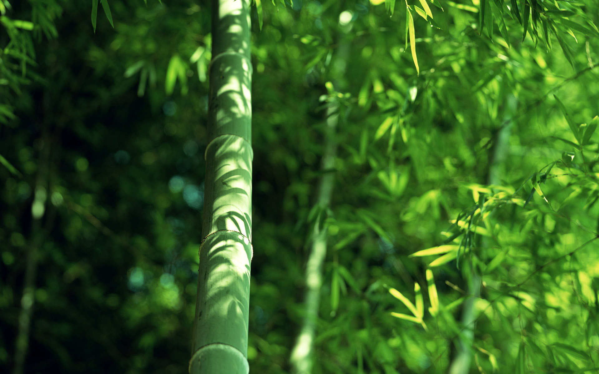 影子cass的个人主页（背景预览） - 主页背景设置 - 站酷设计师影子cass原创素材 - 站酷ZCOOL