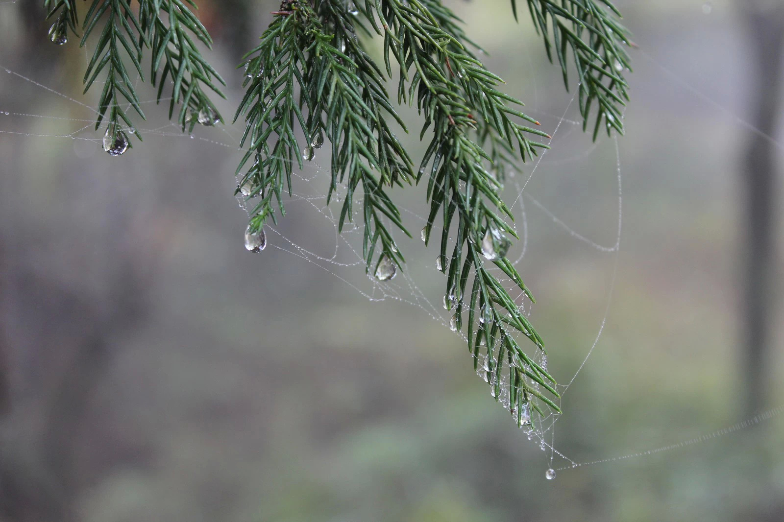 黎子航的個人主頁（背景預覽） - 主頁背景設置 - 站酷設計師黎子航原創(chuàng)素材 - 站酷ZCOOL