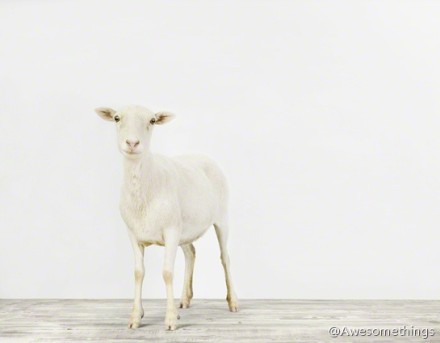 魏醬醬ozz的個(gè)人主頁（背景預(yù)覽） - 主頁背景設(shè)置 - 站酷設(shè)計(jì)師魏醬醬ozz原創(chuàng)素材 - 站酷ZCOOL