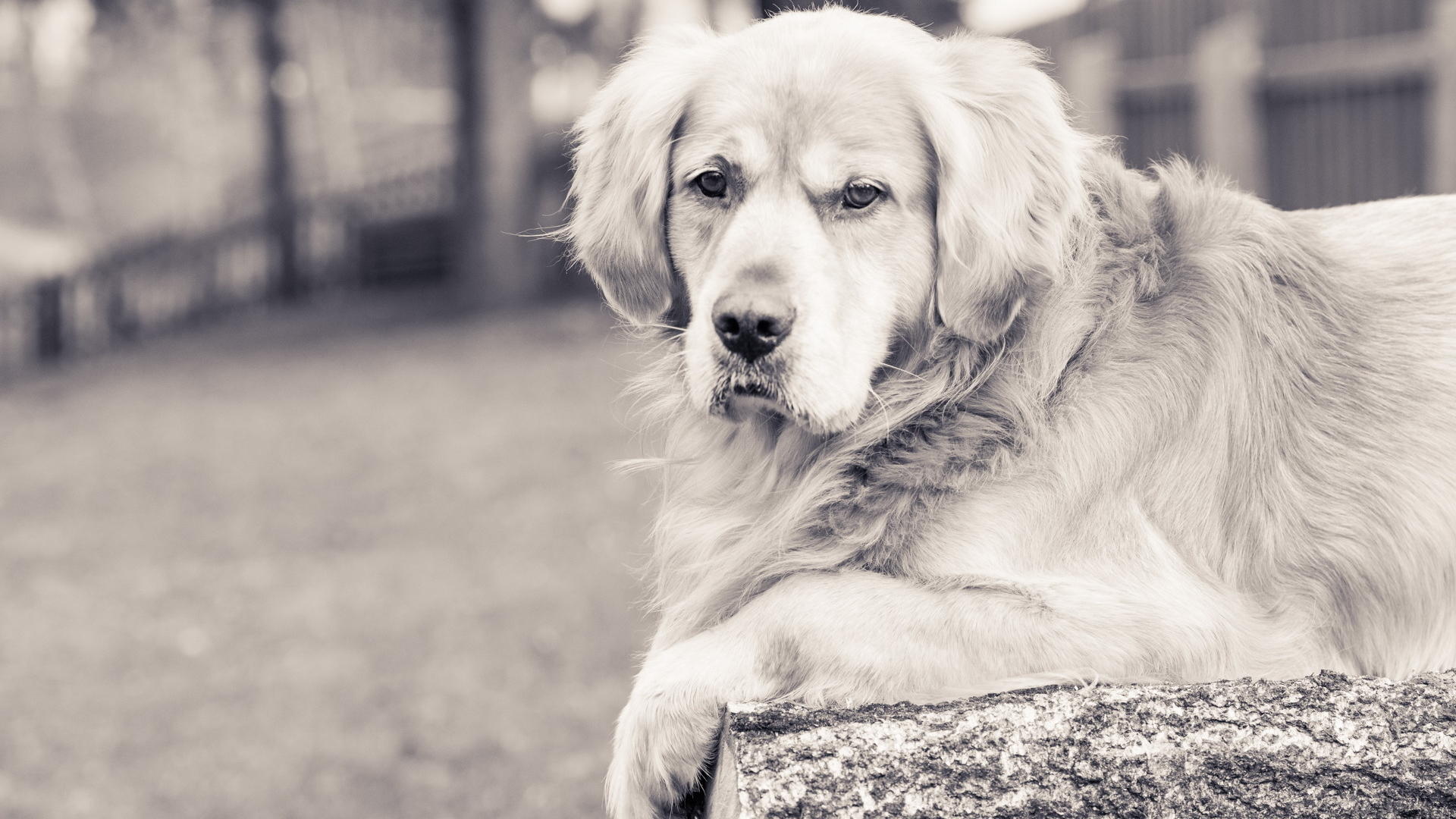 刘廷廷o的个人主页（背景预览） - 主页背景设置 - 站酷设计师刘廷廷o原创素材 - 站酷ZCOOL