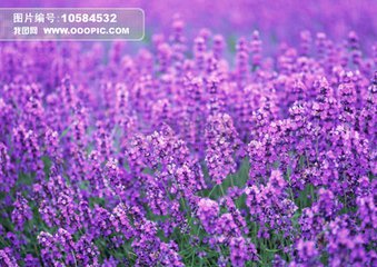 艾悦玖玖613的个人主页（背景预览） - 主页背景设置 - 站酷设计师艾悦玖玖613原创素材 - 站酷ZCOOL