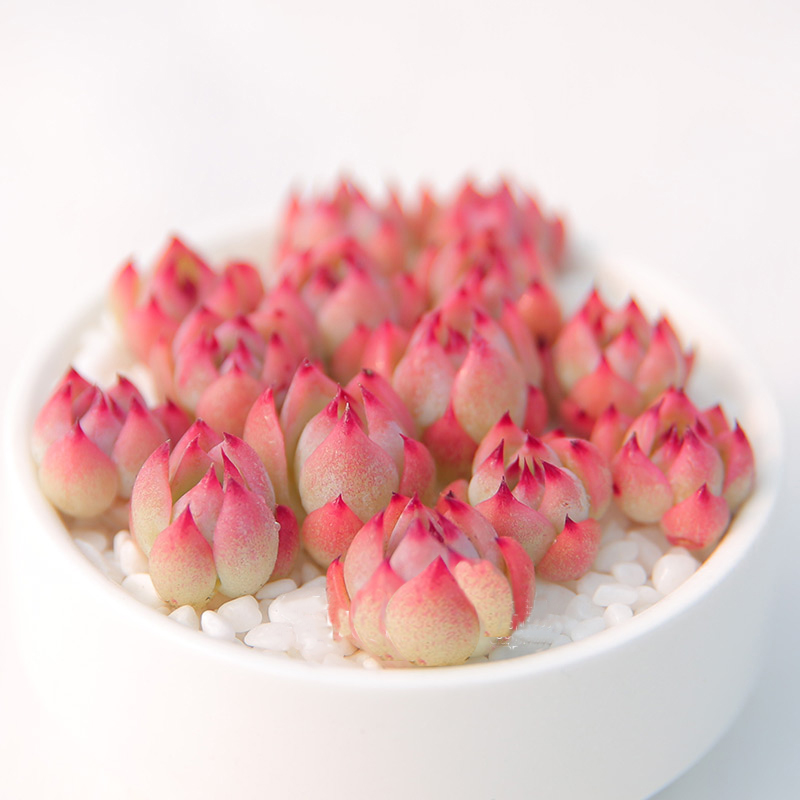 紫鸢尾的个人主页（背景预览） - 主页背景设置 - 站酷设计师紫鸢尾原创素材 - 站酷ZCOOL