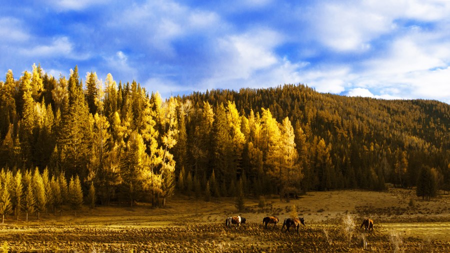 Milk做動(dòng)畫的個(gè)人主頁（背景預(yù)覽） - 主頁背景設(shè)置 - 站酷設(shè)計(jì)師Milk做動(dòng)畫原創(chuàng)素材 - 站酷ZCOOL