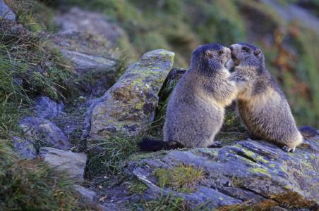 嗑瓜子de土撥鼠的個(gè)人主頁(yè)（背景預(yù)覽） - 主頁(yè)背景設(shè)置 - 站酷設(shè)計(jì)師嗑瓜子de土撥鼠原創(chuàng)素材 - 站酷ZCOOL