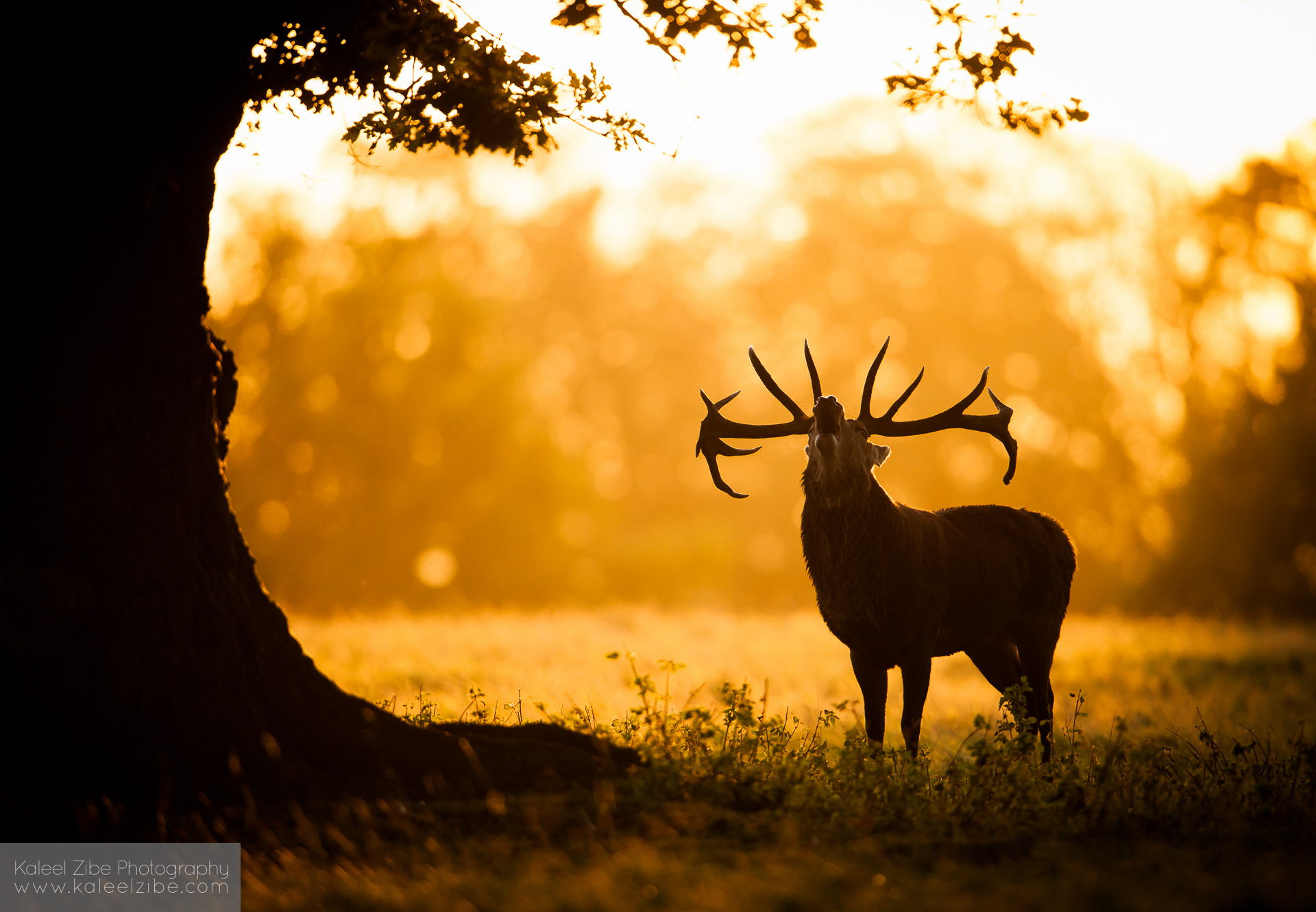 yanzisunsun的个人主页（背景预览） - 主页背景设置 - 站酷设计师yanzisunsun原创素材 - 站酷ZCOOL