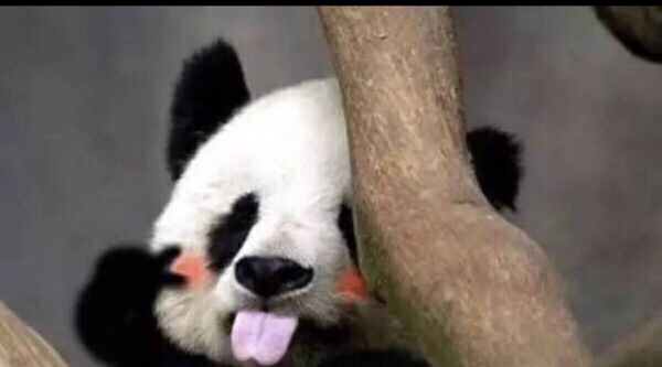 Bambo0的個人主頁（背景預覽） - 主頁背景設(shè)置 - 站酷設(shè)計師Bambo0原創(chuàng)素材 - 站酷ZCOOL