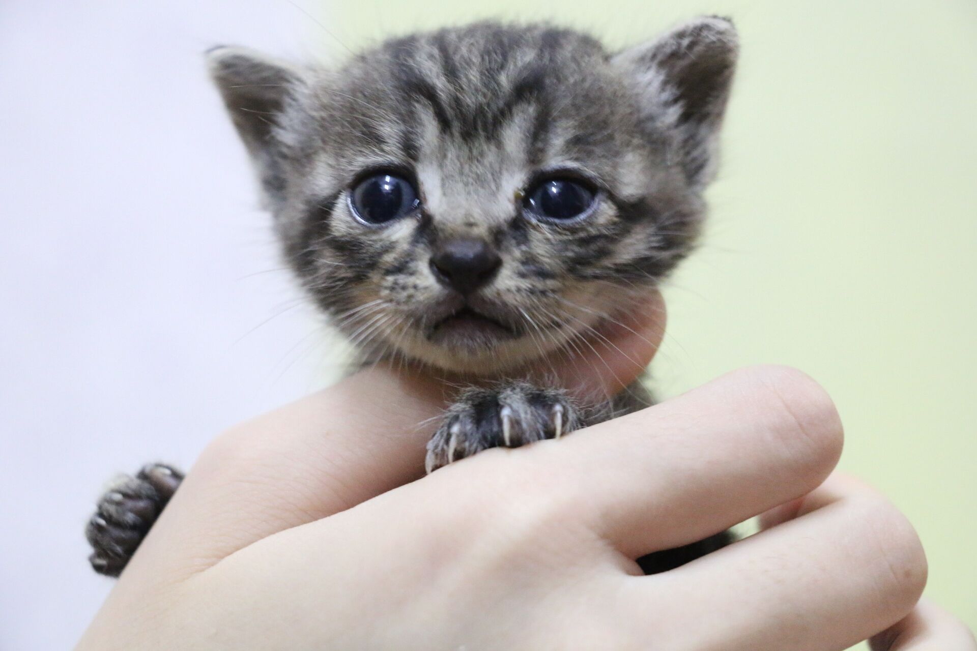 木木木子薇的个人主页（背景预览） - 主页背景设置 - 站酷设计师木木木子薇原创素材 - 站酷ZCOOL