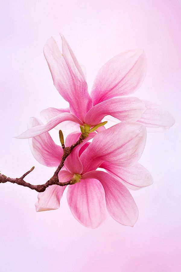 liu毕爷的个人主页（背景预览） - 主页背景设置 - 站酷设计师liu毕爷原创素材 - 站酷ZCOOL