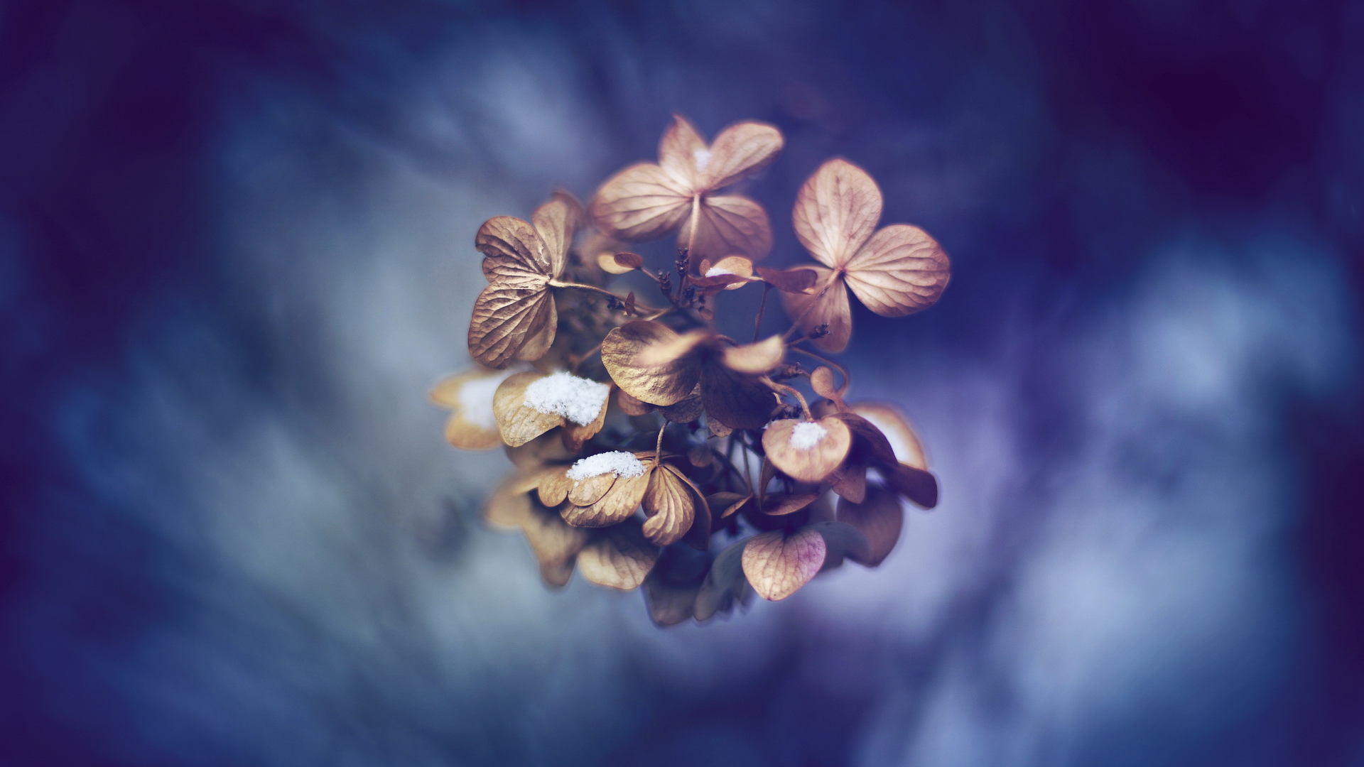 老树皮日记的个人主页（背景预览） - 主页背景设置 - 站酷设计师老树皮日记原创素材 - 站酷ZCOOL