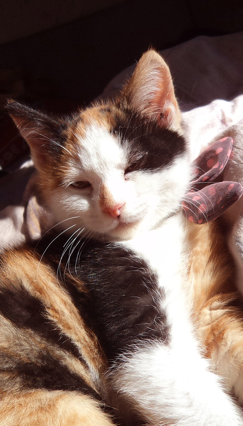 李子夾心餅7393的個(gè)人主頁(yè)（背景預(yù)覽） - 主頁(yè)背景設(shè)置 - 站酷設(shè)計(jì)師李子夾心餅7393原創(chuàng)素材 - 站酷ZCOOL