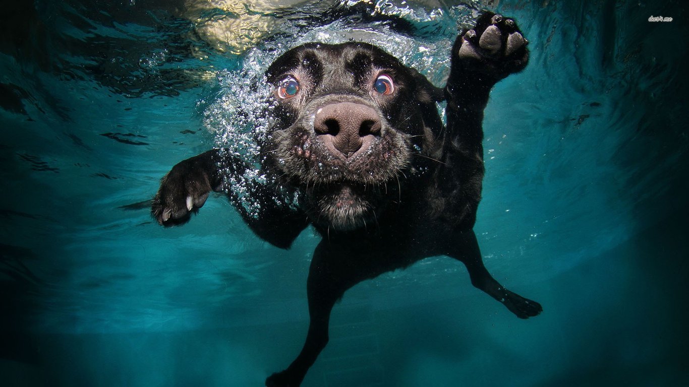 墨鱼吐司的个人主页（背景预览） - 主页背景设置 - 站酷设计师墨鱼吐司原创素材 - 站酷ZCOOL