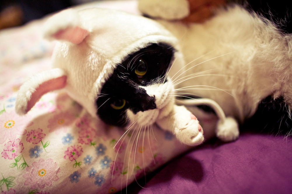 rinoa33的个人主页（背景预览） - 主页背景设置 - 站酷设计师rinoa33原创素材 - 站酷ZCOOL