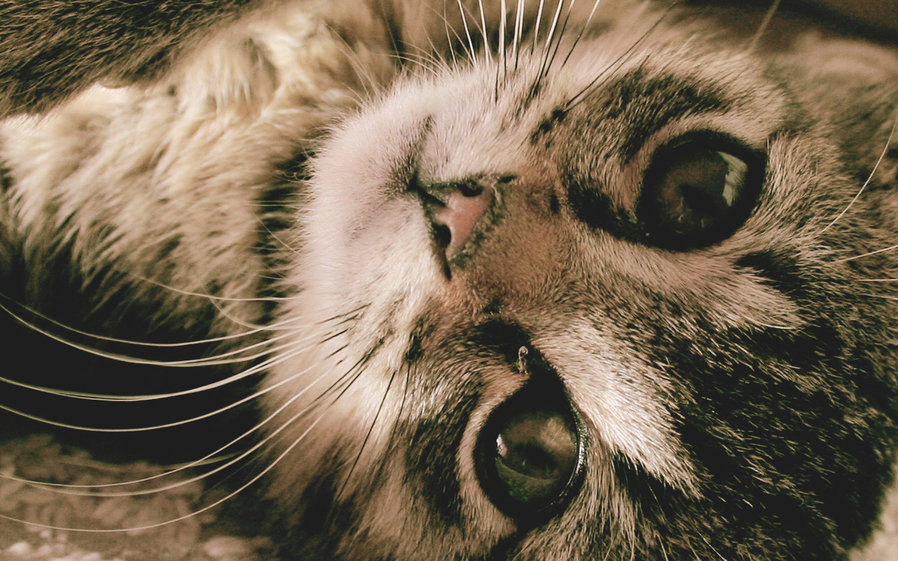 晚安Zzz的個人主頁（背景預(yù)覽） - 主頁背景設(shè)置 - 站酷設(shè)計師晚安Zzz原創(chuàng)素材 - 站酷ZCOOL