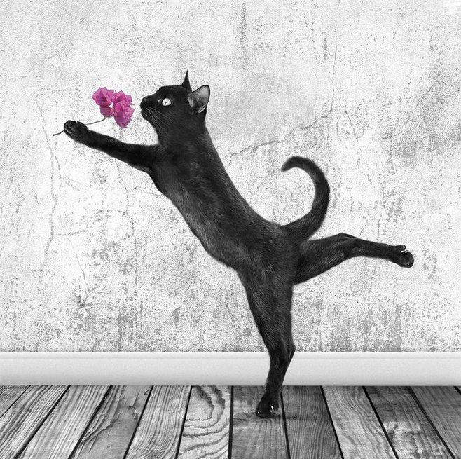 黑猫不睡1227的个人主页（背景预览） - 主页背景设置 - 站酷设计师黑猫不睡1227原创素材 - 站酷ZCOOL