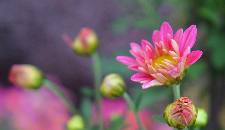楠同学呀的个人主页（背景预览） - 主页背景设置 - 站酷设计师楠同学呀原创素材 - 站酷ZCOOL