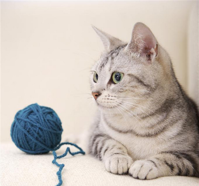 猪猪儿的个人主页(背景预览) - 主页背景设置 - 站酷设计师猪猪儿原创素材 - 站酷ZCOOL