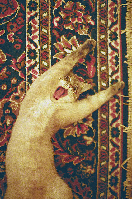 Flora_yl的個(gè)人主頁(yè)（背景預(yù)覽） - 主頁(yè)背景設(shè)置 - 站酷設(shè)計(jì)師Flora_yl原創(chuàng)素材 - 站酷ZCOOL