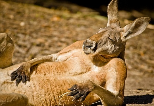 野狗的個人主頁（背景預(yù)覽） - 主頁背景設(shè)置 - 站酷設(shè)計師野狗原創(chuàng)素材 - 站酷ZCOOL