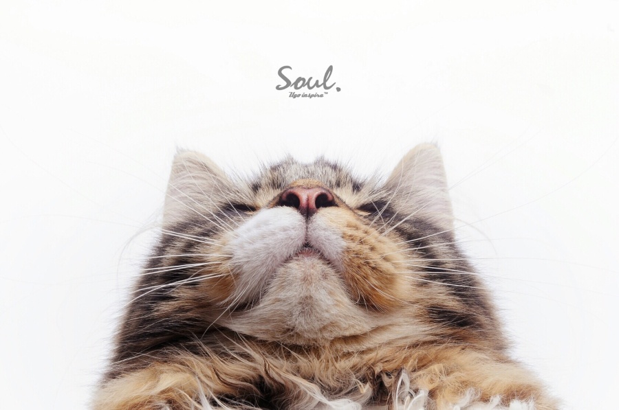 荷田田Ht的個人主頁（背景預(yù)覽） - 主頁背景設(shè)置 - 站酷設(shè)計(jì)師荷田田Ht原創(chuàng)素材 - 站酷ZCOOL