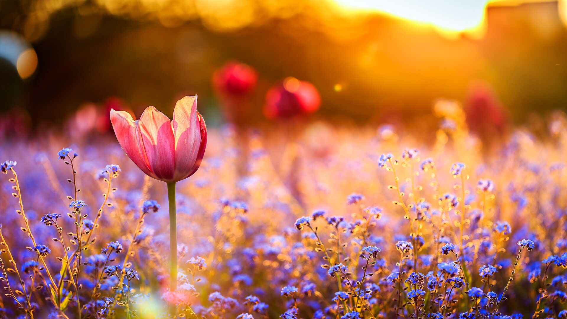 小牟牟的个人主页（背景预览） - 主页背景设置 - 站酷设计师小牟牟原创素材 - 站酷ZCOOL