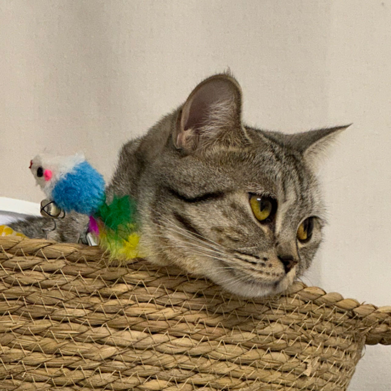 地羊的個人主頁（背景預(yù)覽） - 主頁背景設(shè)置 - 站酷設(shè)計(jì)師地羊原創(chuàng)素材 - 站酷ZCOOL