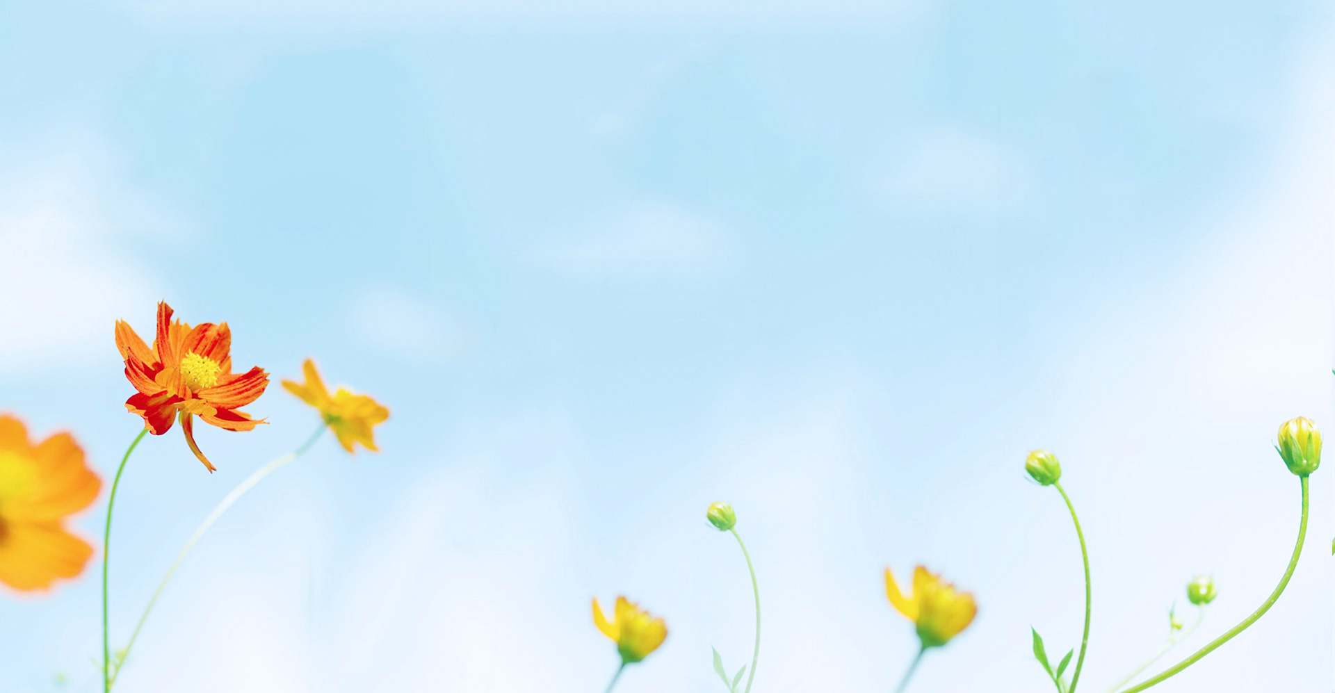 祥儿飘飘的个人主页（背景预览） - 主页背景设置 - 站酷设计师祥儿飘飘原创素材 - 站酷ZCOOL