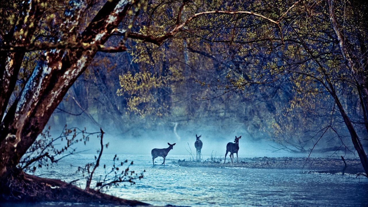 玲子Lynne的个人主页（背景预览） - 主页背景设置 - 站酷设计师玲子Lynne原创素材 - 站酷ZCOOL