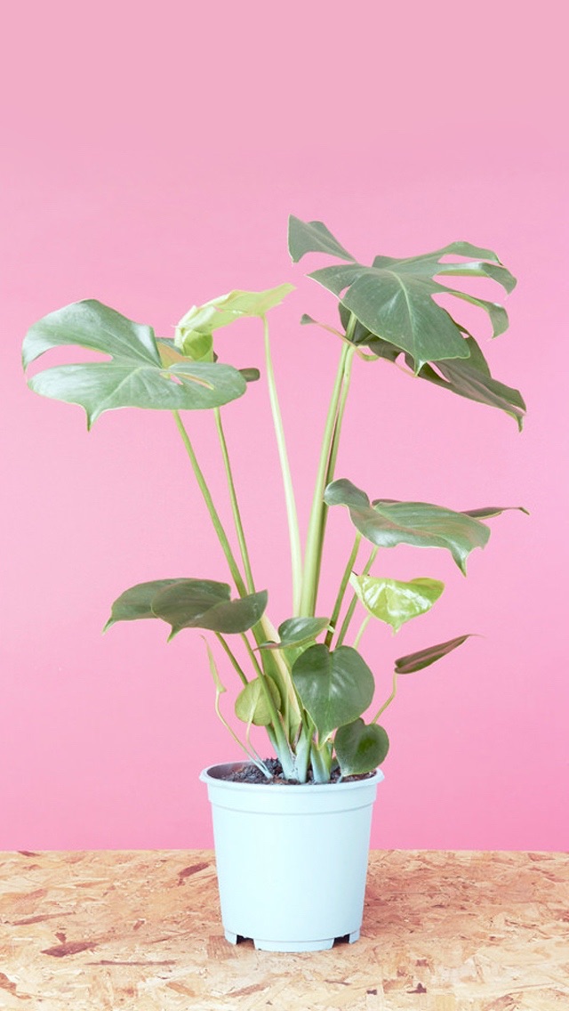 煎了个蛋的的个人主页（背景预览） - 主页背景设置 - 站酷设计师煎了个蛋的原创素材 - 站酷ZCOOL