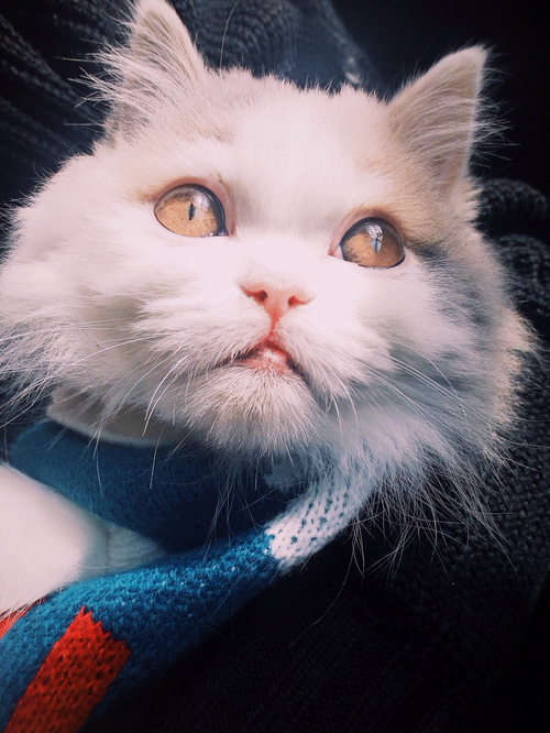 紙紙醬的個人主頁（背景預覽） - 主頁背景設置 - 站酷設計師紙紙醬原創(chuàng)素材 - 站酷ZCOOL