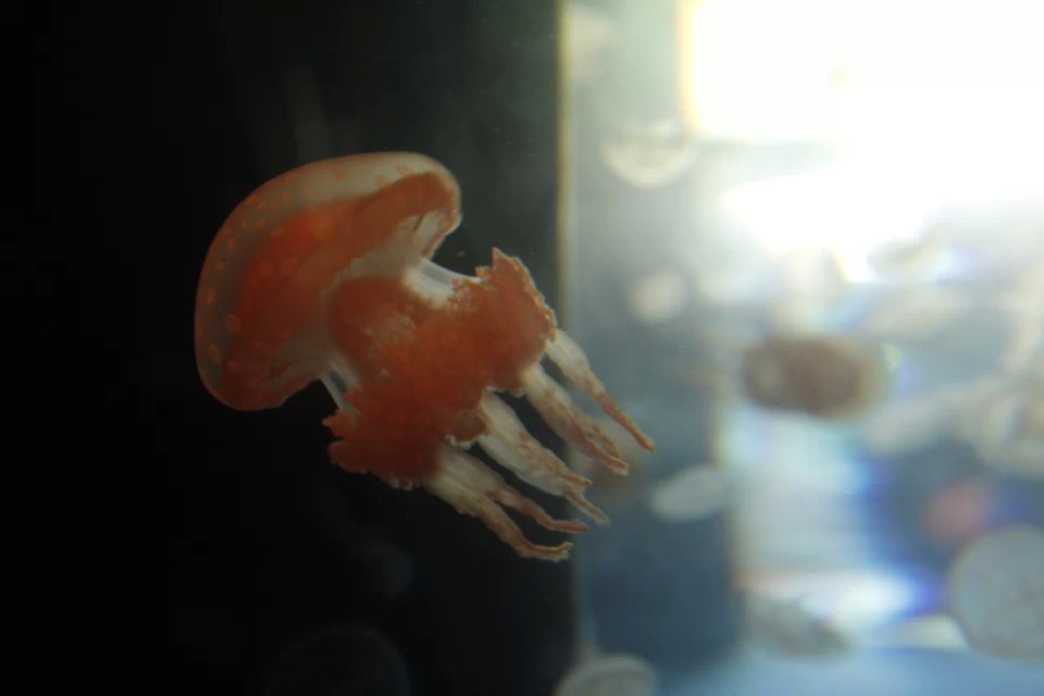 面包蝦的個(gè)人主頁(yè)（背景預(yù)覽） - 主頁(yè)背景設(shè)置 - 站酷設(shè)計(jì)師面包蝦原創(chuàng)素材 - 站酷ZCOOL