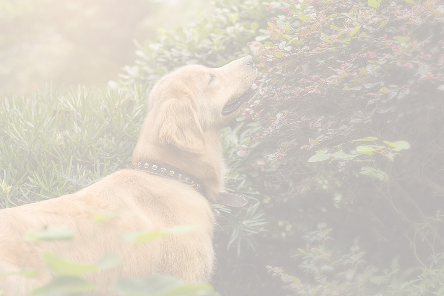 热爱和平的小怪兽的个人主页（背景预览） - 主页背景设置 - 站酷设计师热爱和平的小怪兽原创素材 - 站酷ZCOOL