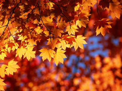 light亮亮的个人主页（背景预览） - 主页背景设置 - 站酷设计师light亮亮原创素材 - 站酷ZCOOL