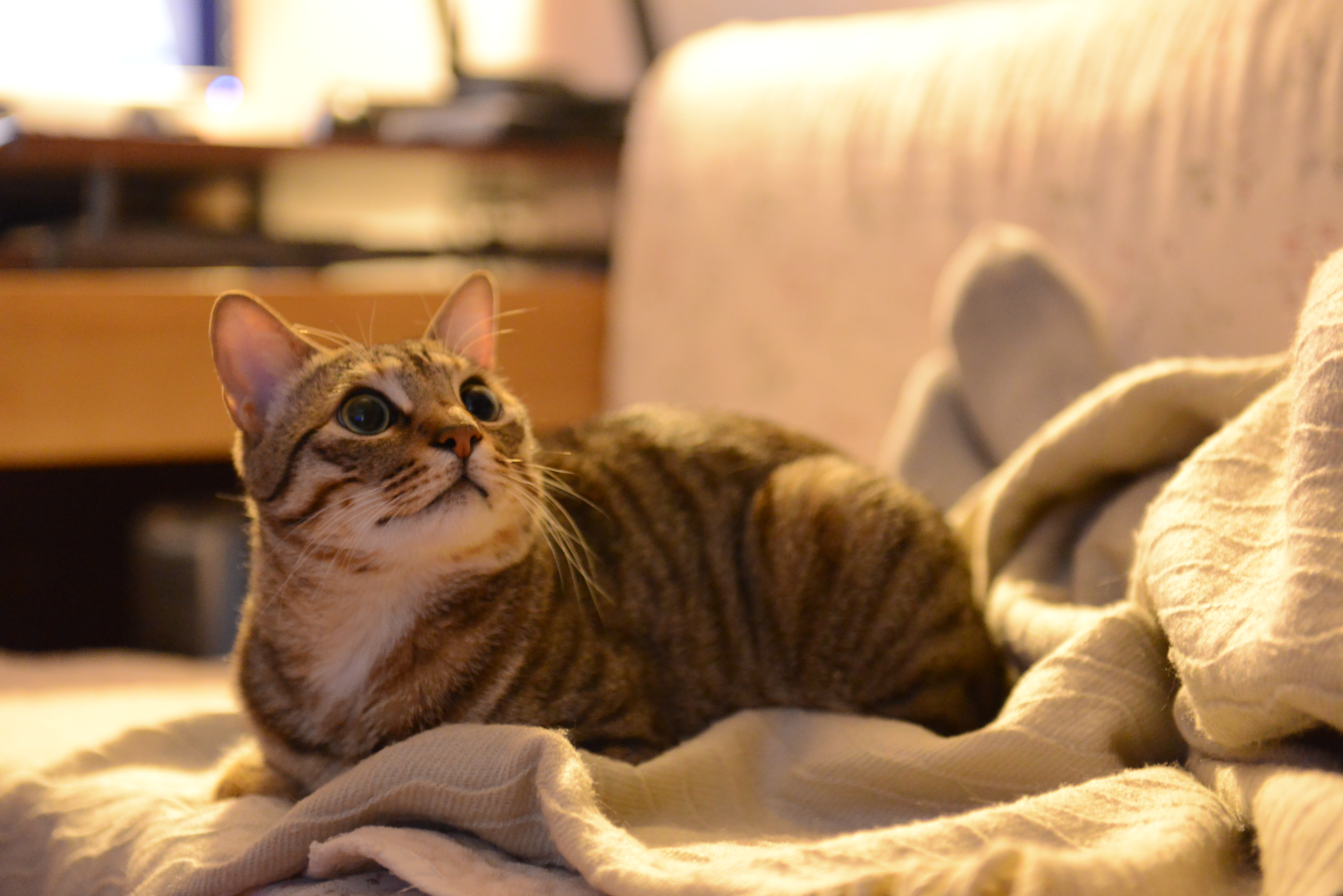 彥青Shalee的個(gè)人主頁（背景預(yù)覽） - 主頁背景設(shè)置 - 站酷設(shè)計(jì)師彥青Shalee原創(chuàng)素材 - 站酷ZCOOL