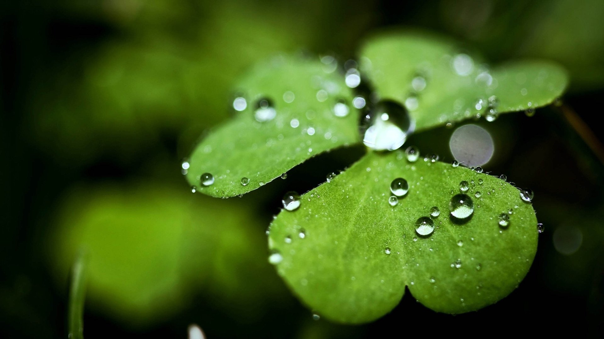 cn水晶葡萄的個人主頁（背景預覽） - 主頁背景設置 - 站酷設計師cn水晶葡萄原創(chuàng)素材 - 站酷ZCOOL