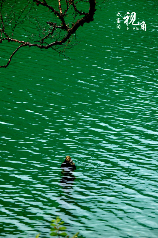 芒里小菇的個(gè)人主頁(yè)（背景預(yù)覽） - 主頁(yè)背景設(shè)置 - 站酷設(shè)計(jì)師芒里小菇原創(chuàng)素材 - 站酷ZCOOL