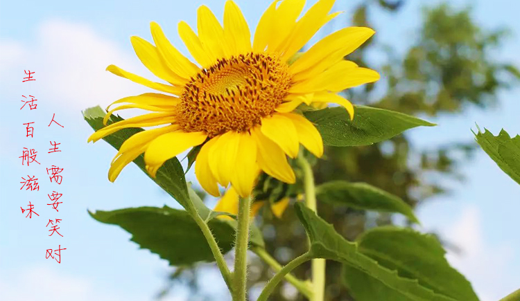 秀Design的個(gè)人主頁(yè)（背景預(yù)覽） - 主頁(yè)背景設(shè)置 - 站酷設(shè)計(jì)師秀Design原創(chuàng)素材 - 站酷ZCOOL