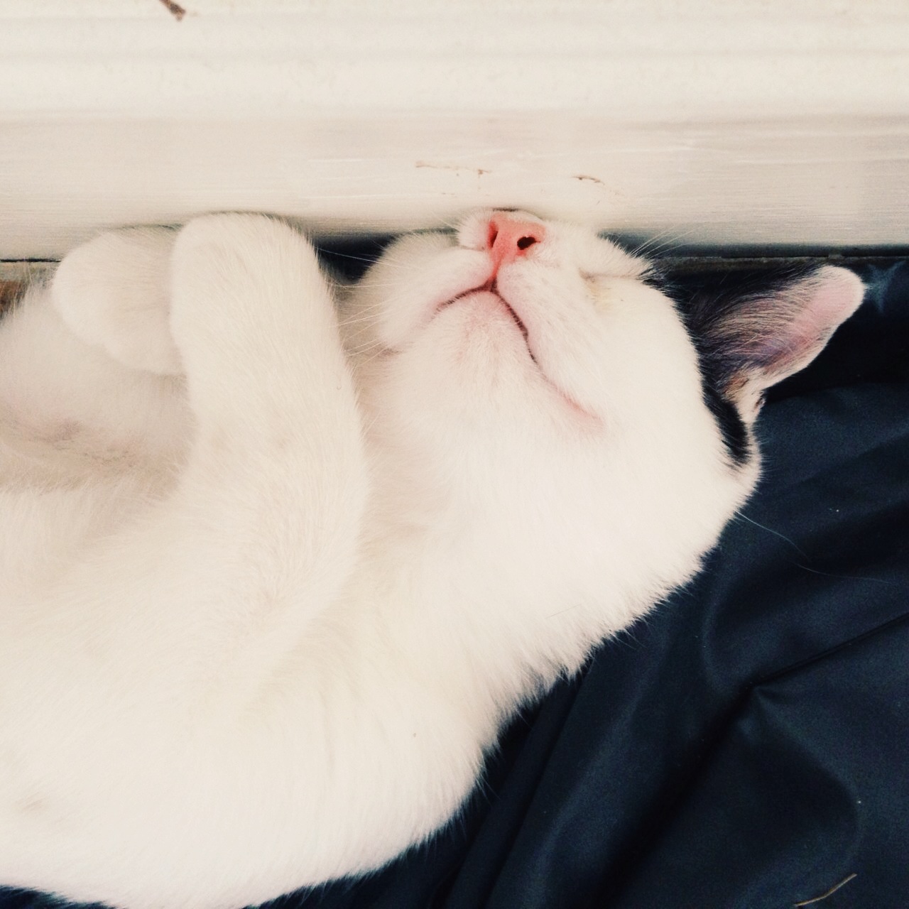 LBB魔小羯的個(gè)人主頁(yè)（背景預(yù)覽） - 主頁(yè)背景設(shè)置 - 站酷設(shè)計(jì)師LBB魔小羯原創(chuàng)素材 - 站酷ZCOOL