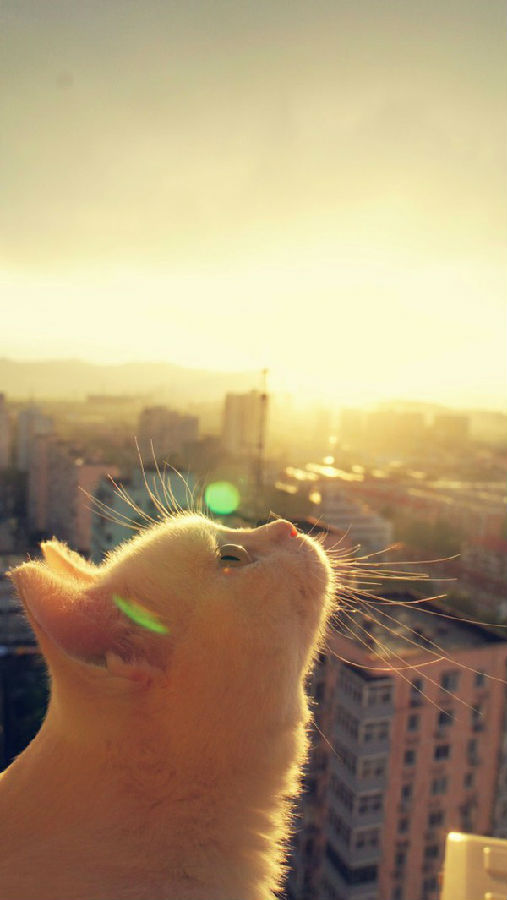 蒼耳籽的個(gè)人主頁(yè)（背景預(yù)覽） - 主頁(yè)背景設(shè)置 - 站酷設(shè)計(jì)師蒼耳籽原創(chuàng)素材 - 站酷ZCOOL