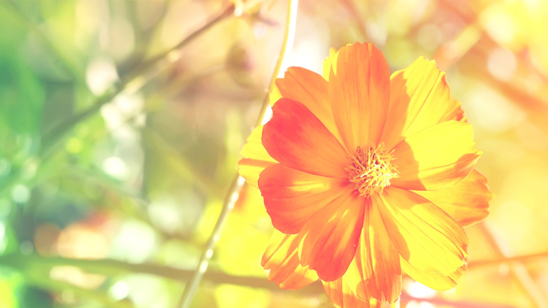 sunnywuna的个人主页（背景预览） - 主页背景设置 - 站酷设计师sunnywuna原创素材 - 站酷ZCOOL