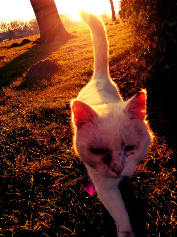 喵了个军的个人主页（背景预览） - 主页背景设置 - 站酷设计师喵了个军原创素材 - 站酷ZCOOL