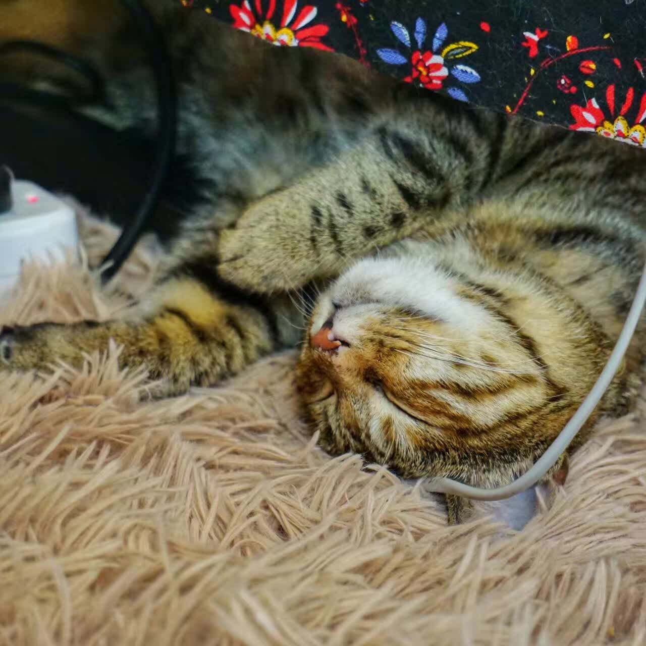 叁月_193的个人主页（背景预览） - 主页背景设置 - 站酷设计师叁月_193原创素材 - 站酷ZCOOL