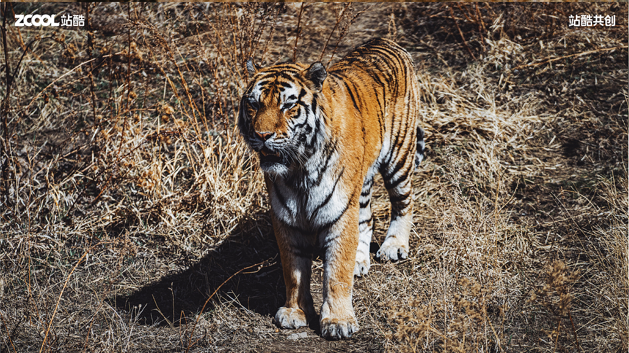 珍稀动物丨摄影丨消失的家（图ZMzY0NzU1Njk2） - 其他摄影 - 站酷设计师AetherRui原创素材 - 站酷ZCOOL
